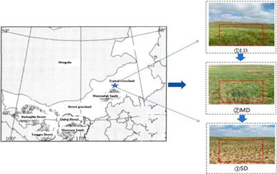 Changes in plant-soil synergistic patterns along grassland degradation gradients in northern China